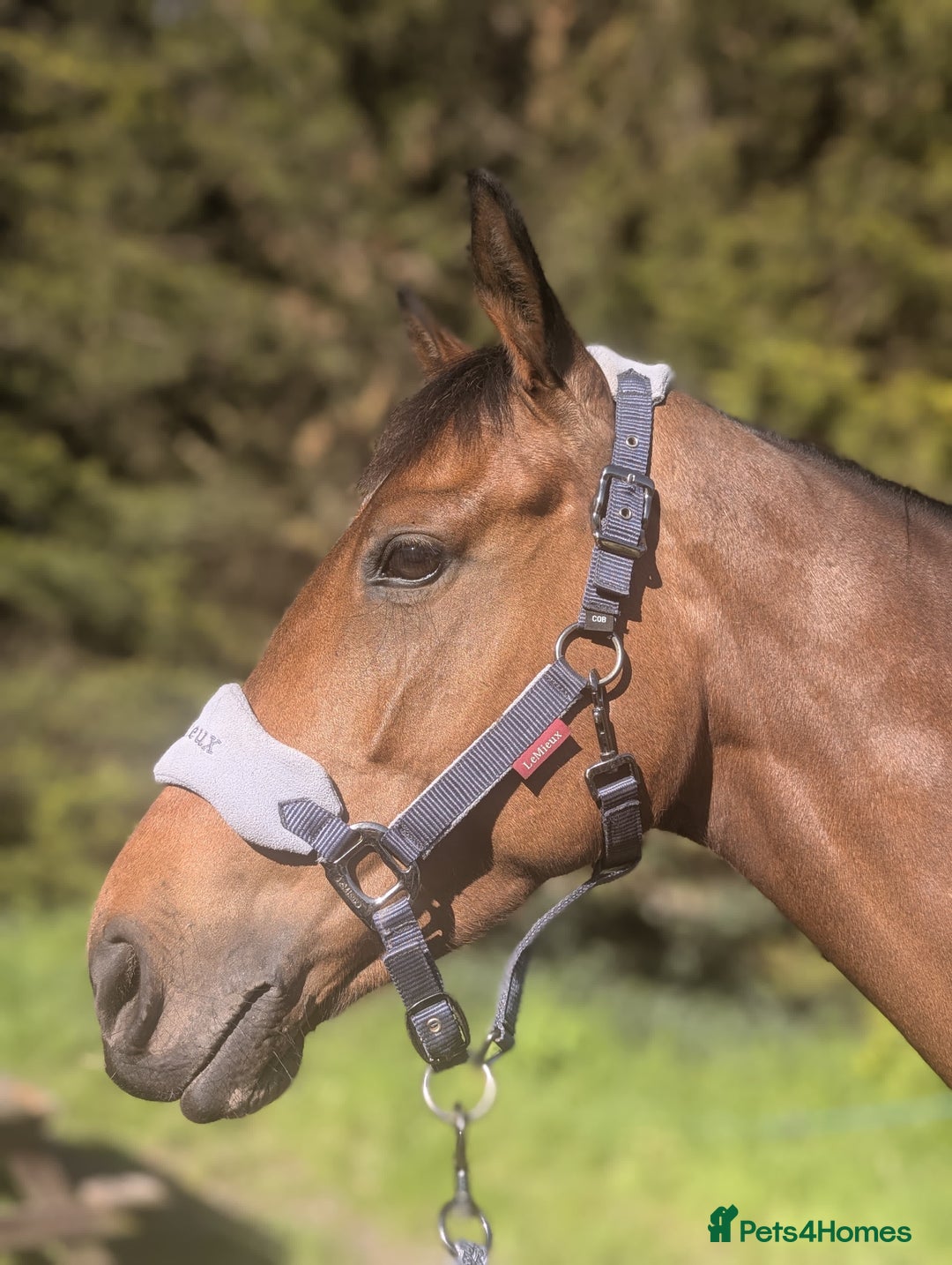 Irish Thoroughbred horses for sale: Rosie.  - Image 8