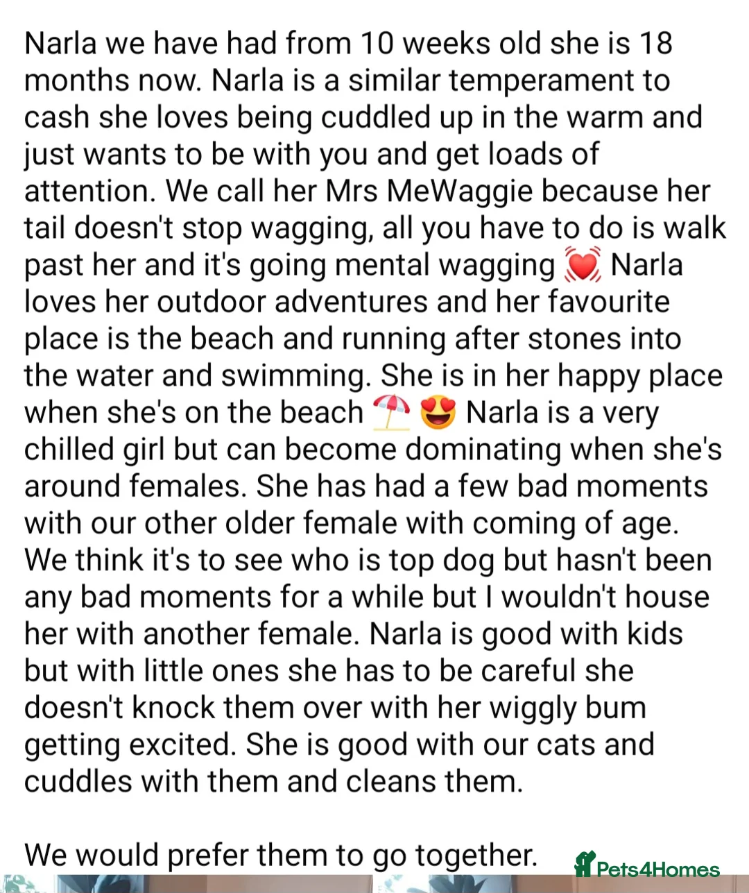 American Bully dogs for sale: Bonded pair of bullies - Advert 3