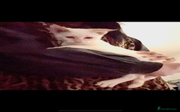 Bengal cats for sale: Final offer Savannah x Snow Bengal kittens 2M 1F - Image 5