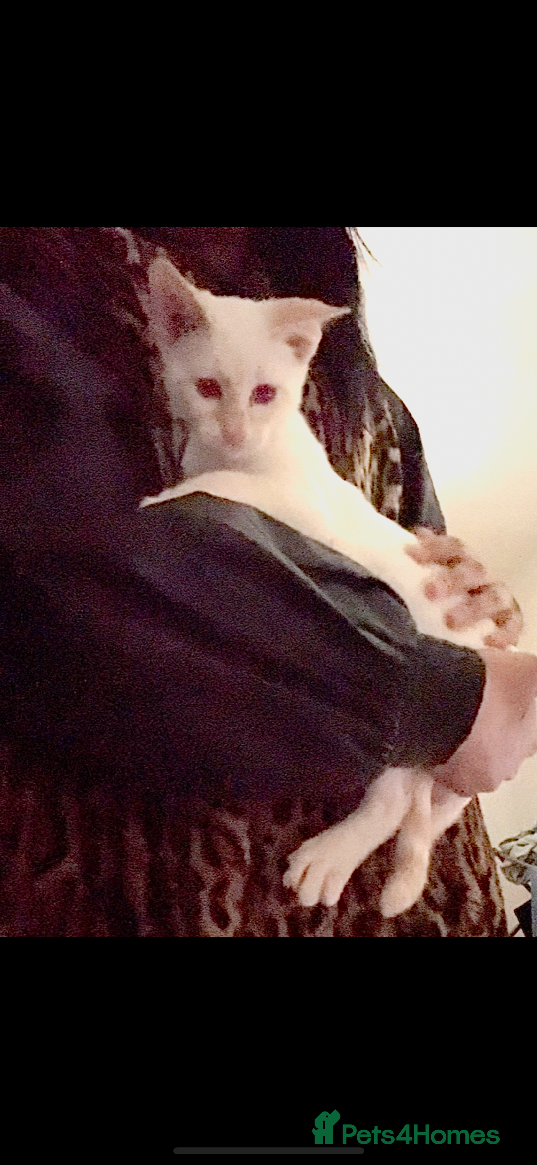 Bengal cats for sale: Final offer Savannah x Snow Bengal kittens 2M 1F - Image 5