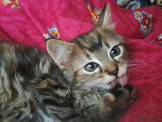 Mixed Breed cats Lovely Kittens 😻 - Advert 6