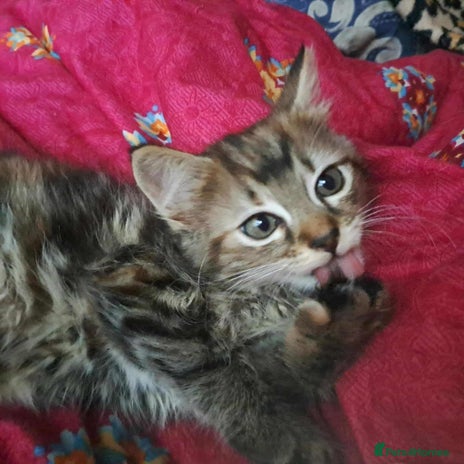 Mixed Breed cats - Advert 3