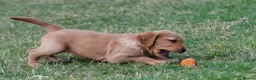 Golden Retriever dogs for sale: READY GOLDEN RETREVER KC PUPPIES - Advert 11