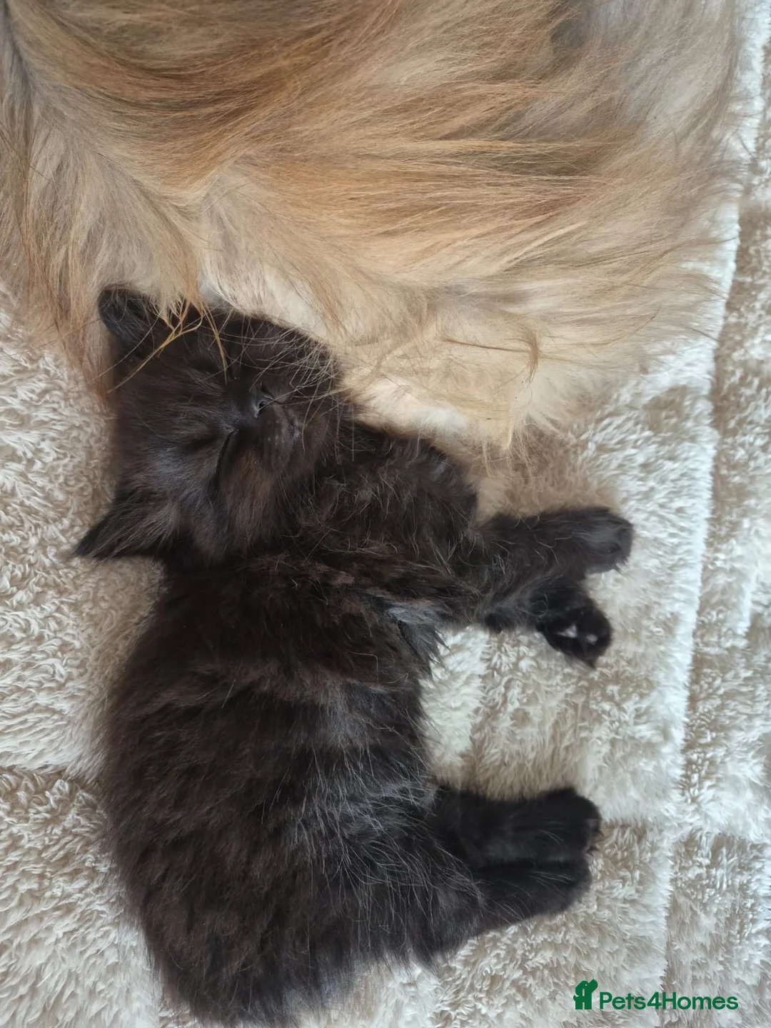 Persian cats for sale: Persian cross kitten - Advert 2