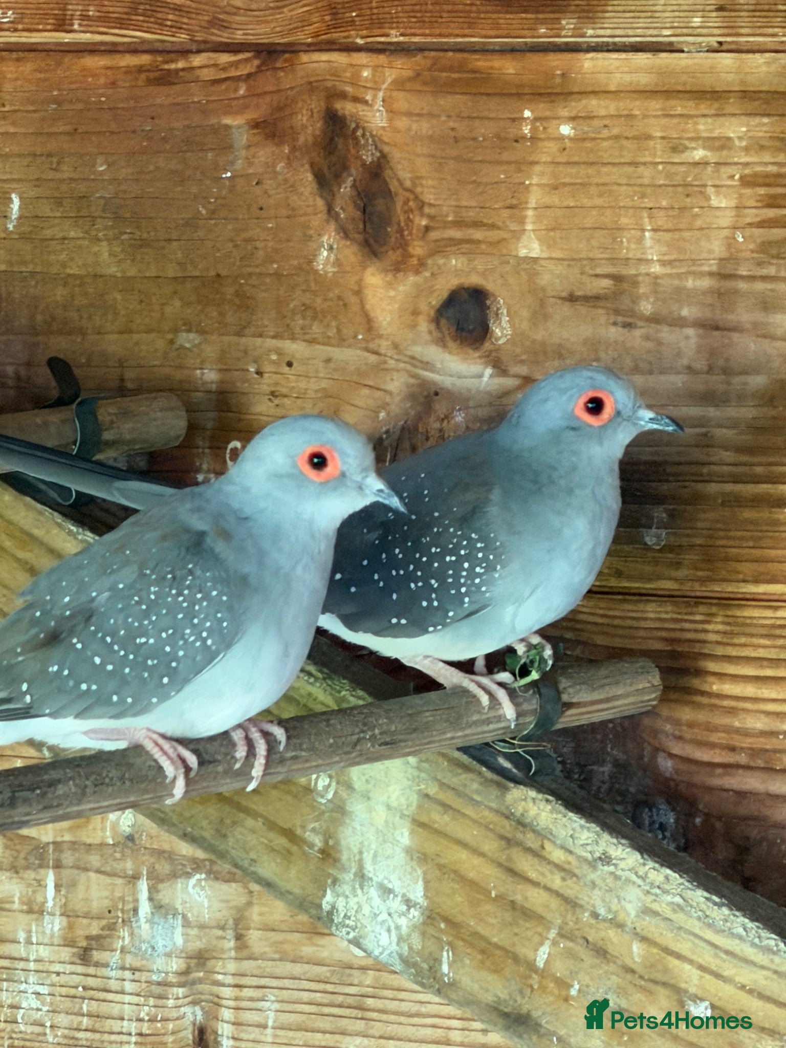 Doves birds Diamond Doves - Advert 2