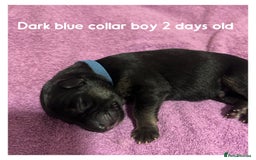 German Shepherd dogs for sale: German shepherd puppies  - Image 3