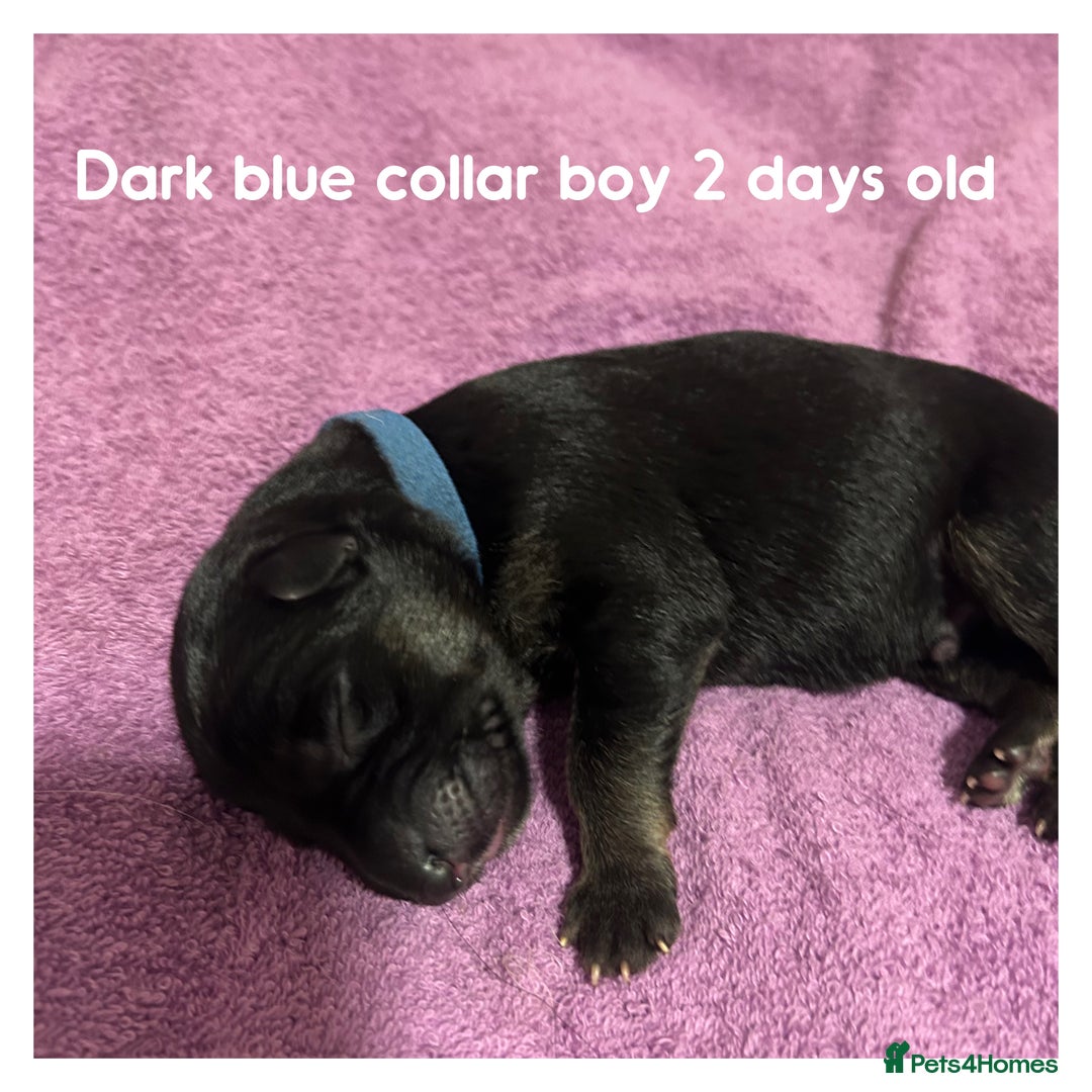 German Shepherd dogs for sale: German shepherd puppies  - Image 3