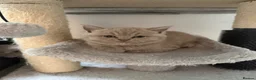 British Shorthair cats for sale: Beautiful lilac British Shorthair kittens  - Advert 16