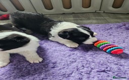Border Collie dogs for sale: B. C. Puppies black and white kc reg - Advert 10