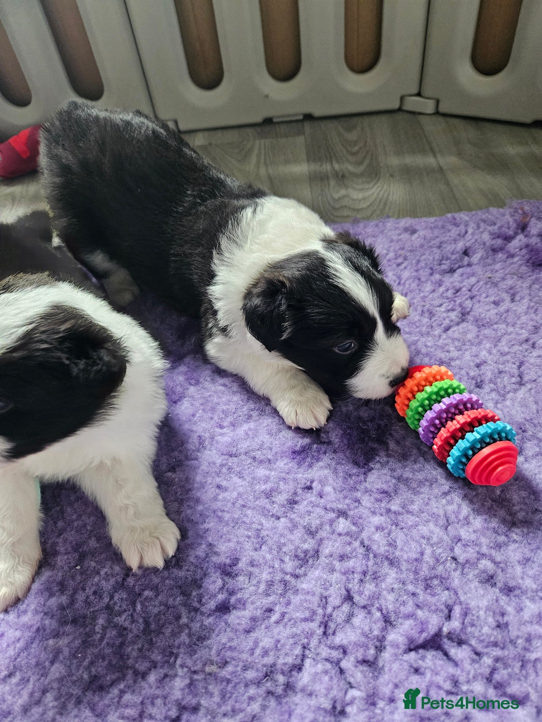 Border Collie dogs for sale: B. C. Puppies black and white kc reg - Advert 10