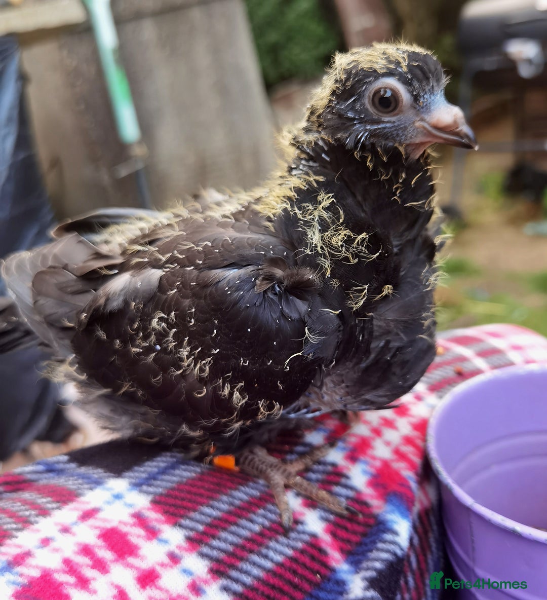 Pigeons birds for sale: Pigeons [Semi Hand-Raised] - Fancy & Racing Breeds - Advert 8
