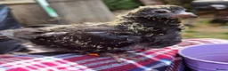 Pigeons birds for sale: Pigeons [Semi Hand-Raised] - Fancy & Racing Breeds - Advert 8