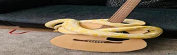 Python Snake reptiles for sale: Albino Python LARGE - Advert 7