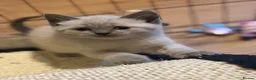 Mixed Breed cats for sale: 5 beautiful kittens  - Advert 5