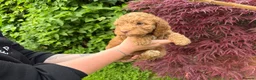 Cockapoo dogs for sale: 3 GIRLS LEFT ,VET CHECKED & READY FOR NEW HOMES 🩷 - Advert 16