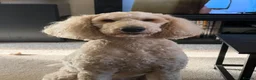 Standard Poodle dogs for sale: Standard Poodle - Looking for a forever home - Advert 6