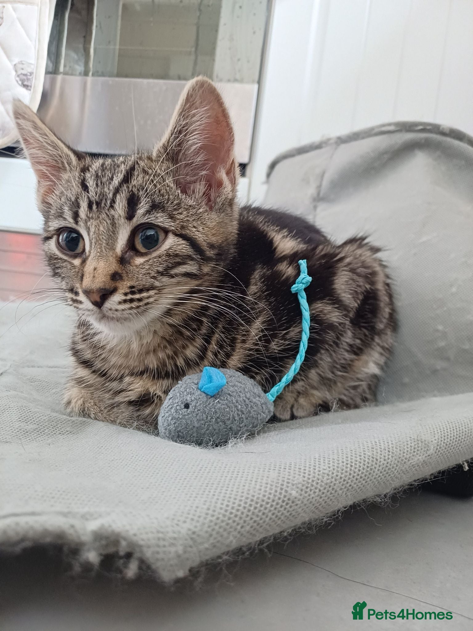 Mixed Breed cats Domestic brown tabby kitten thick stripes😻   - Advert 2