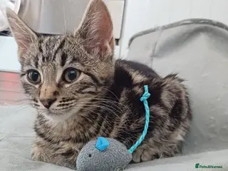 Mixed Breed cats Domestic brown tabby kitten thick stripes😻 - Advert 2