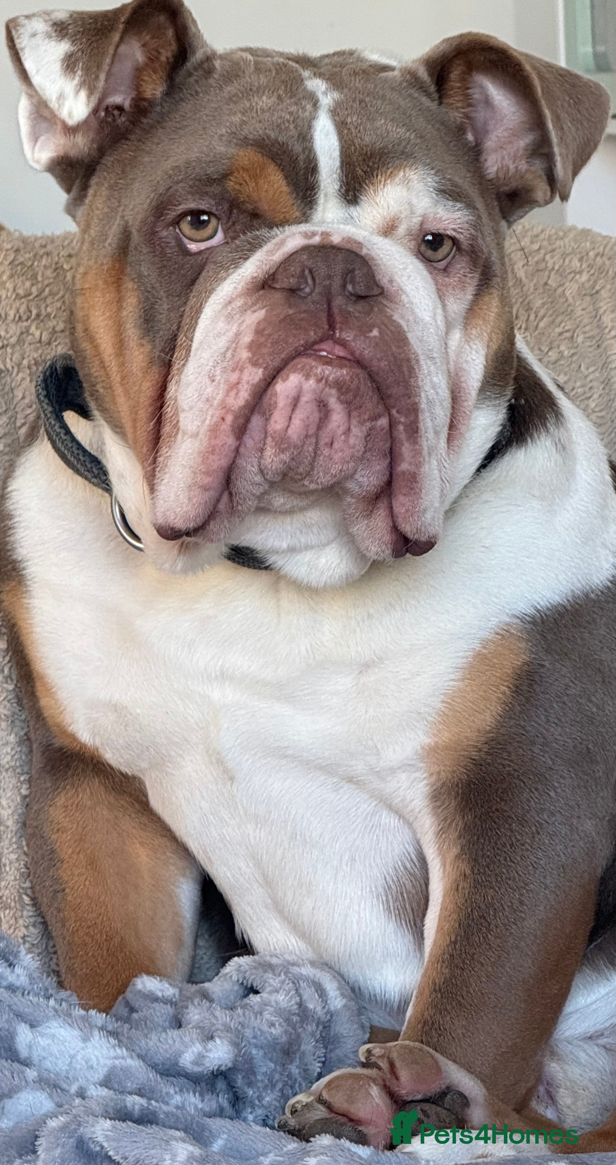 English Bulldog dogs Sully the bulldog - Advert 18