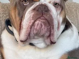 English Bulldog dogs Sully the bulldog - Advert 18