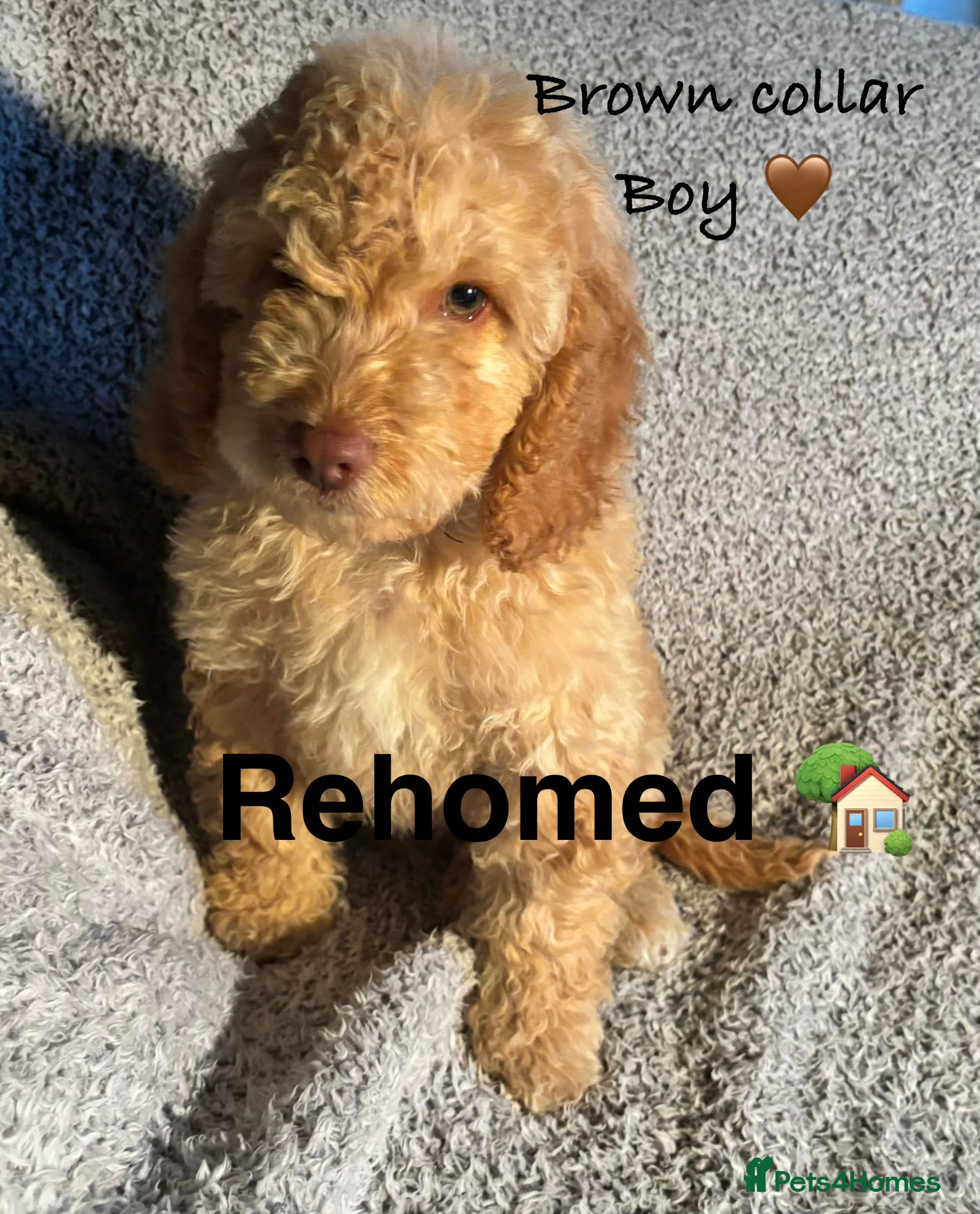 Cockapoo dogs 🐾 Stunning Litter of 8 Cockapoo Puppies! 🐾 - Advert 2