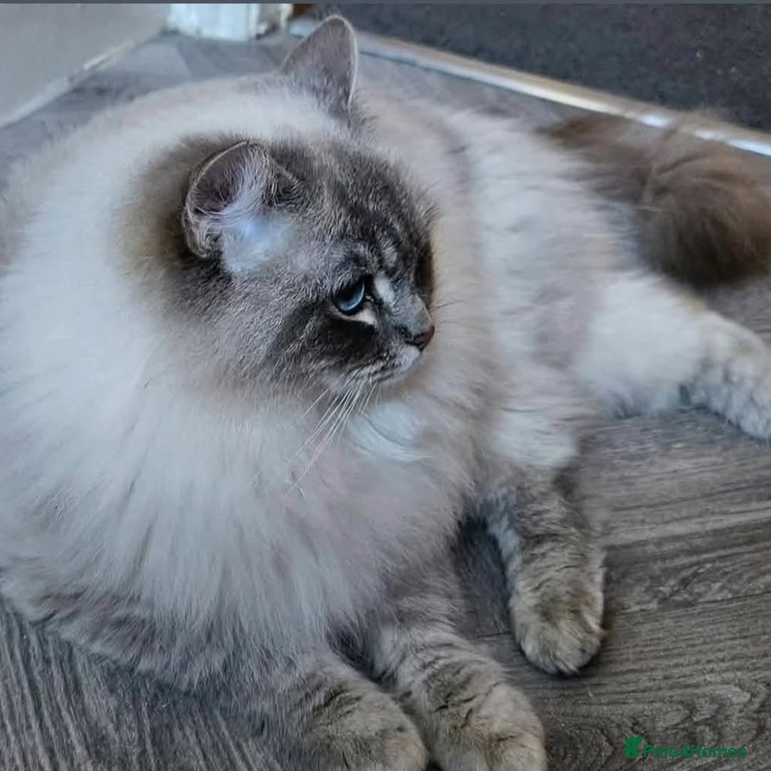 Ragdoll cats Two seal boys regestered pedigrees - Advert 12