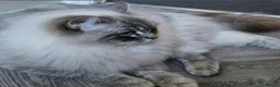 Ragdoll cats for sale: Two seal boys - Advert 10