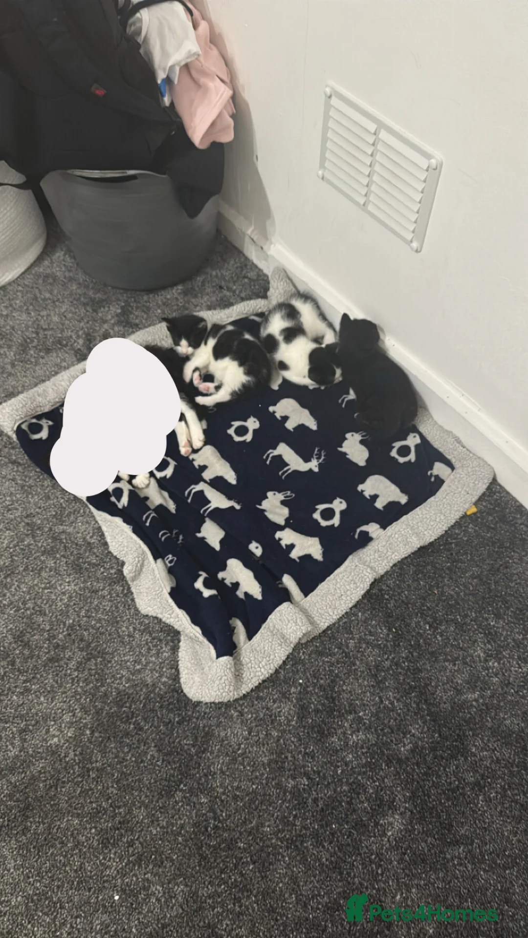 Mixed Breed cats for sale: Kittens  in Tilbury - Advert 2
