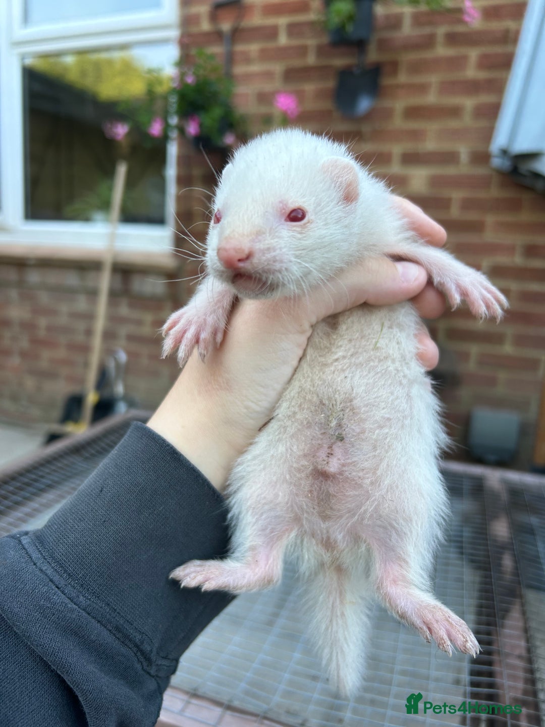 Ferret rodents for sale: Hobs for sale  - Image 8