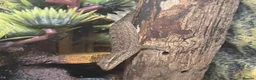 Gecko reptiles for sale: Mourning Geckos - Advert 6