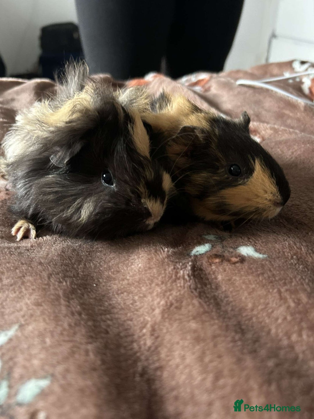 Guinea Pig rodents for sale: 2 Male Guinea Pigs for sale (can go separately) - Advert 7