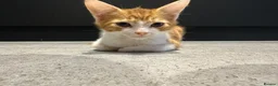 Mixed Breed cats for sale: Affectionate Brother & Sister Kittens - Advert 17