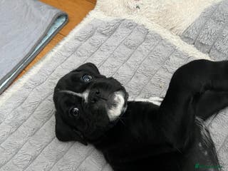 Boxer dogs Beautiful KC registered puppies for sale - Advert 18