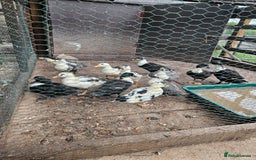 Softbills birds for sale: Call ducks - Image 3