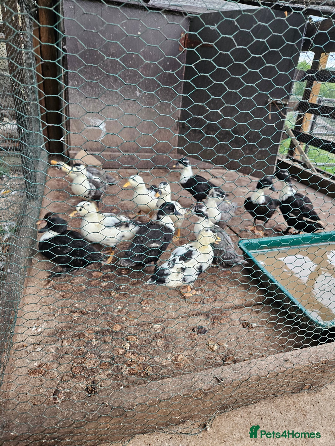 Softbills birds for sale: Call ducks - Image 3