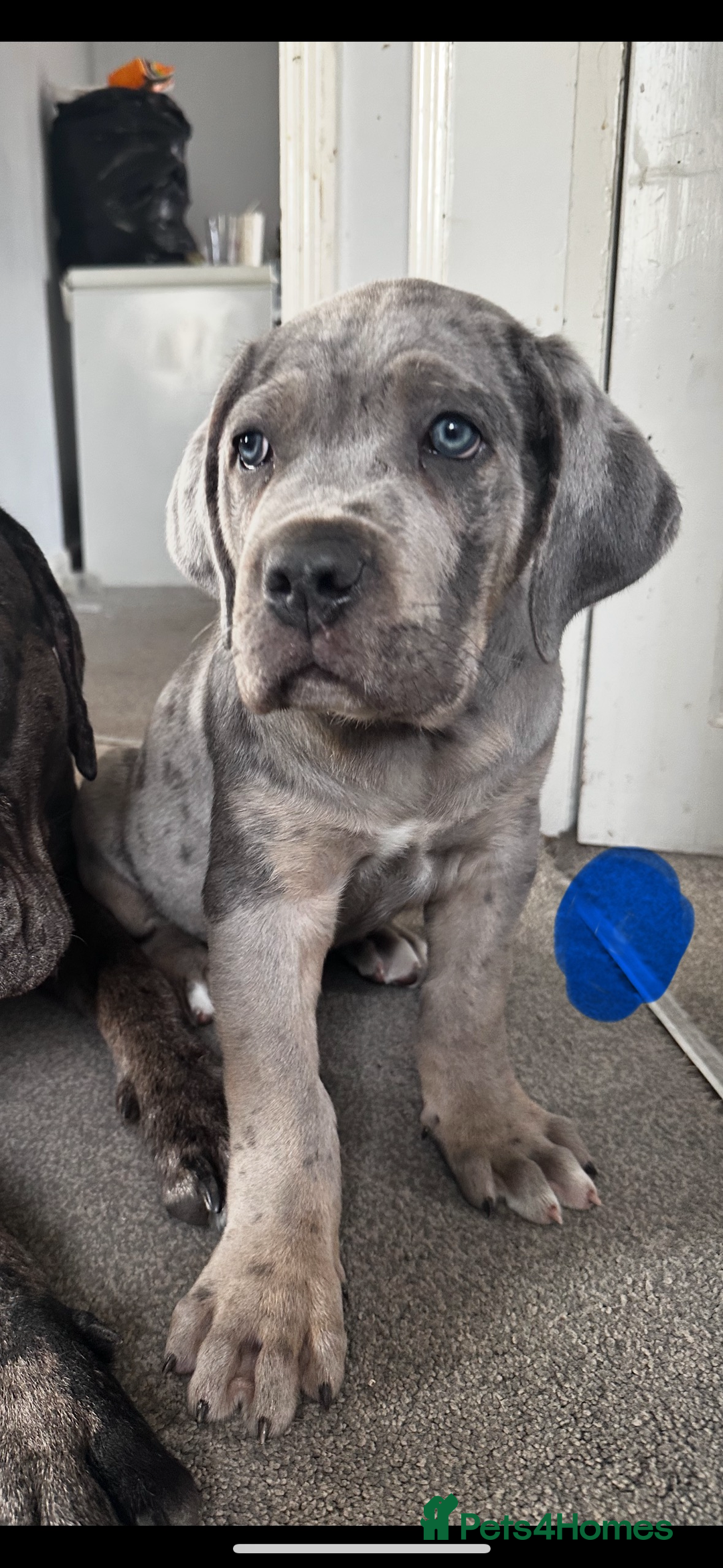 Mixed Breed dogs for sale: HUGE “TRI” MERLE CANE CORSO PUPPIES FOR SALE - Image 3