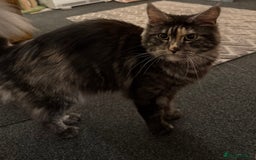 Maine Coon cats for sale: MainCoon For Sale - Image 13