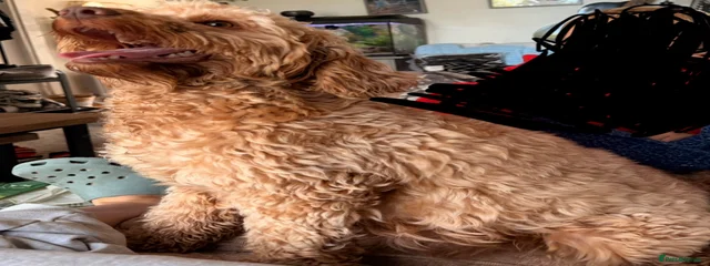 Dolly