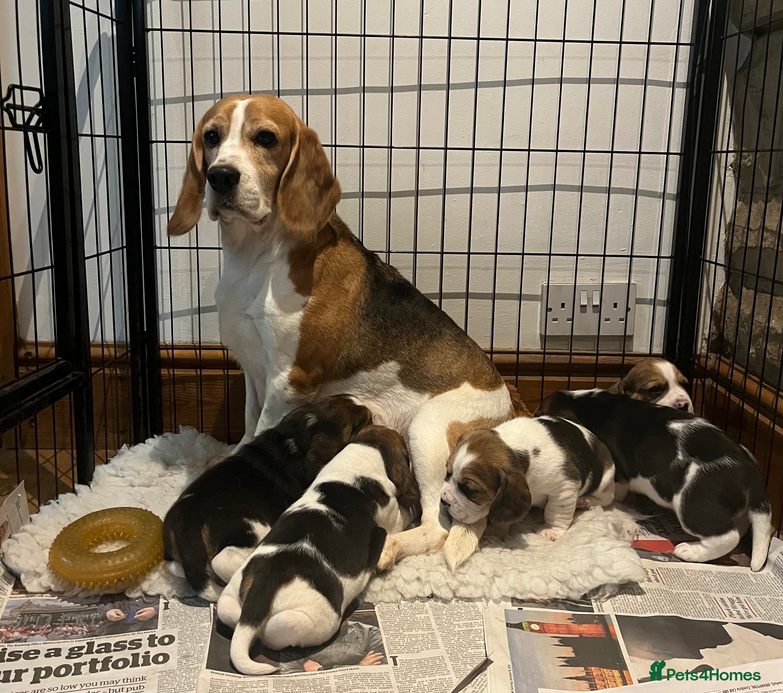 Beagle dogs Absolutely Stunning Puppies (KC reg) - Advert 5
