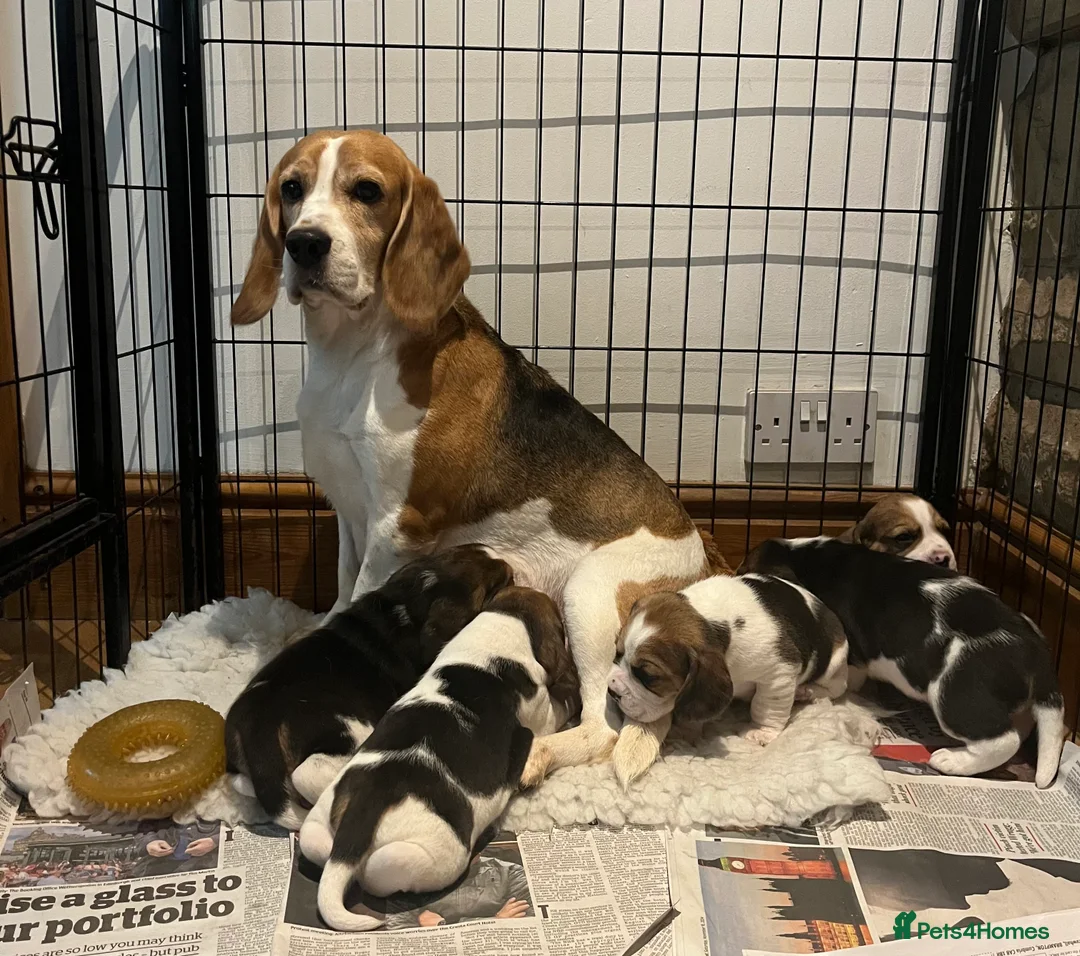 Beagle dogs for sale: Absolutely Stunning Puppies (KC reg) - Advert 1