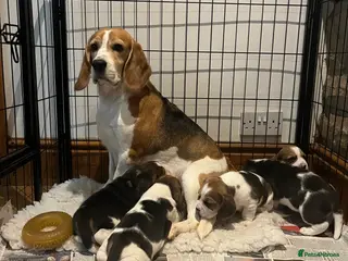 Beagle dogs Absolutely Stunning Puppies (KC reg) - Advert 5
