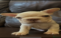 French Bulldog dogs for sale: Beautiful Frenchie babies-4 weeks free insurance - Image 11