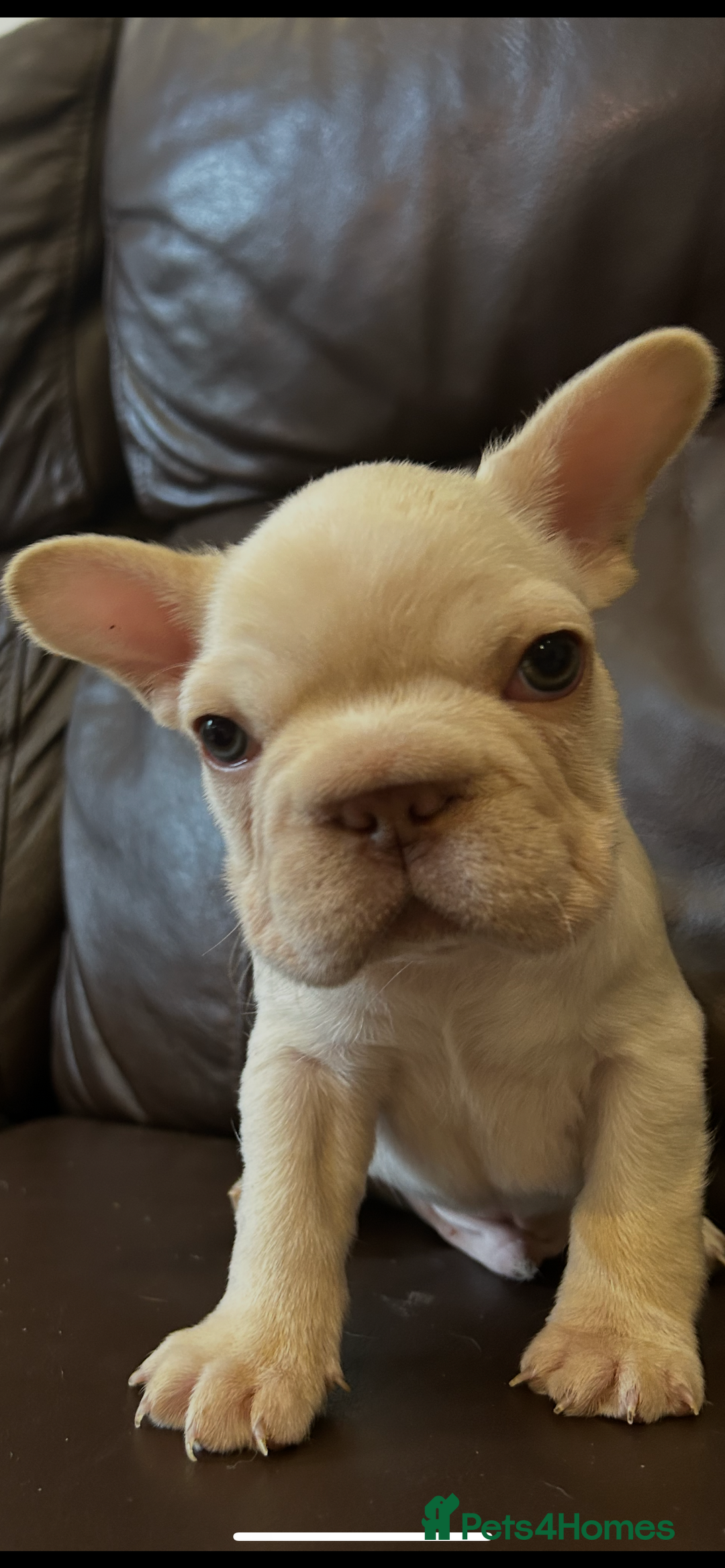 French Bulldog dogs for sale: Beautiful Frenchie babies-4 weeks free insurance - Image 11