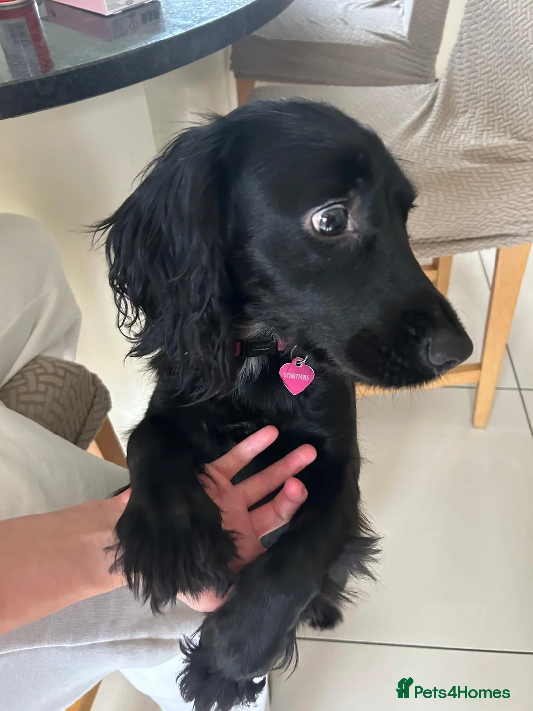 Cocker Spaniel dogs for sale: Family Cocker Spaniel  - Advert 2