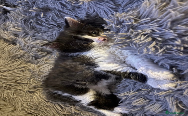 Mixed Breed cats - Advert 1