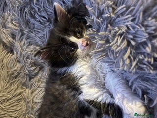 Mixed Breed cats - Advert 14