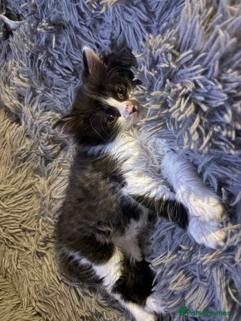 Mixed Breed cats - Advert 1