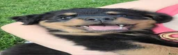 Rottweiler dogs for sale: Long Haired Fluffy Rottie Pups. Full Health Tested - Advert 13