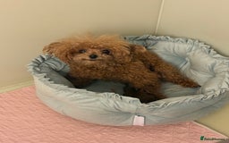 Toy Poodle dogs for sale: Asian teddy face toy poodles boys - Image 30