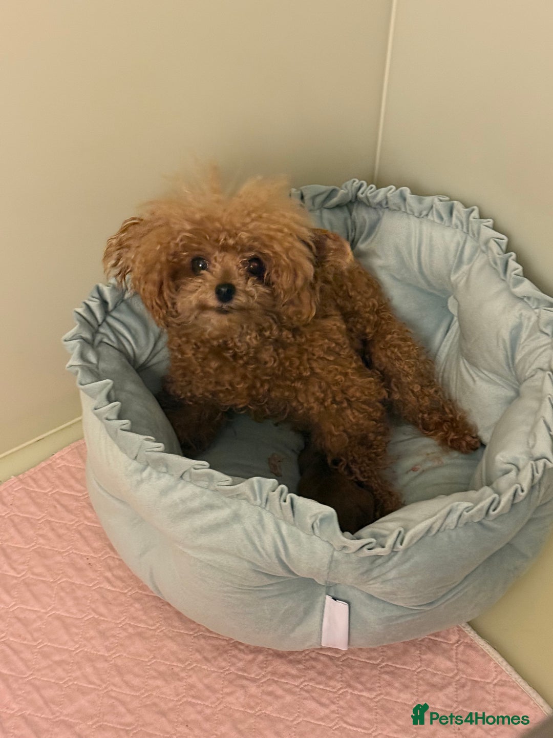 Toy Poodle dogs for sale: Asian teddy face toy poodles boys - Image 30